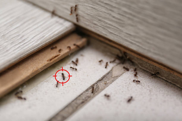 Best Pest Control Treatment  in Sardis City, AL