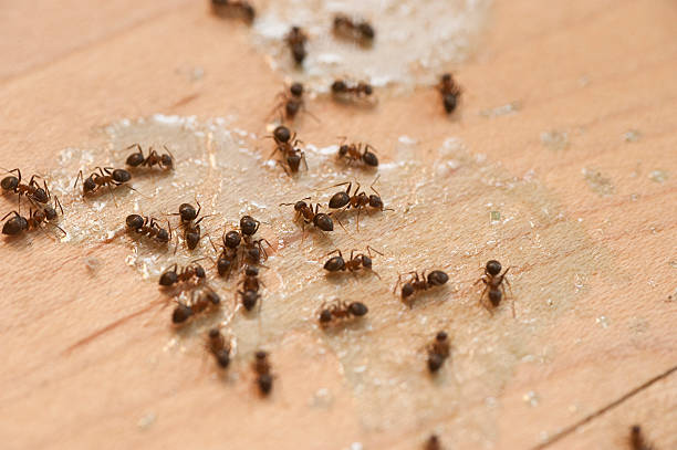 Insect Control in Sardis City, AL