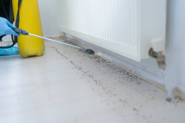 Best Rat Extermination Near Me  in Sardis City, AL